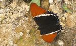 Siproeta epaphus epaphus (Schokoladenfalter)