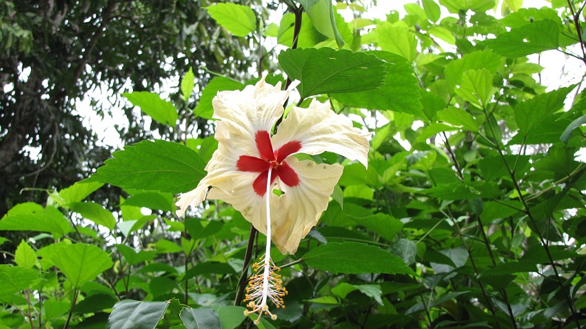 Hibiskus