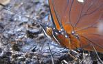 Siproeta epaphus epaphus (Schokoladenfalter)