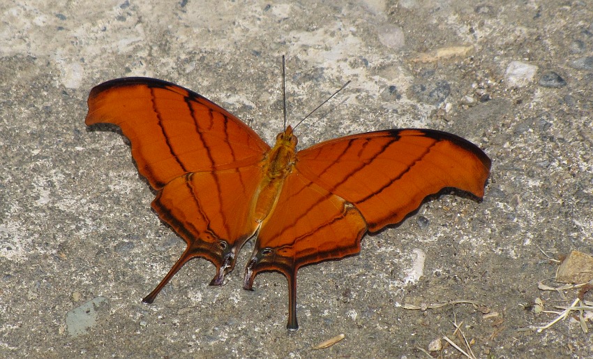 Marpesia petreus (Ruddy Daggerwing)