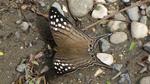 Many-banded Daggerwing (Marpesia chiron) 