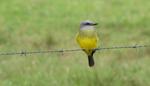 Trauertyrann (Tropical Kingbird; Tyrannus melancholicus) (?)