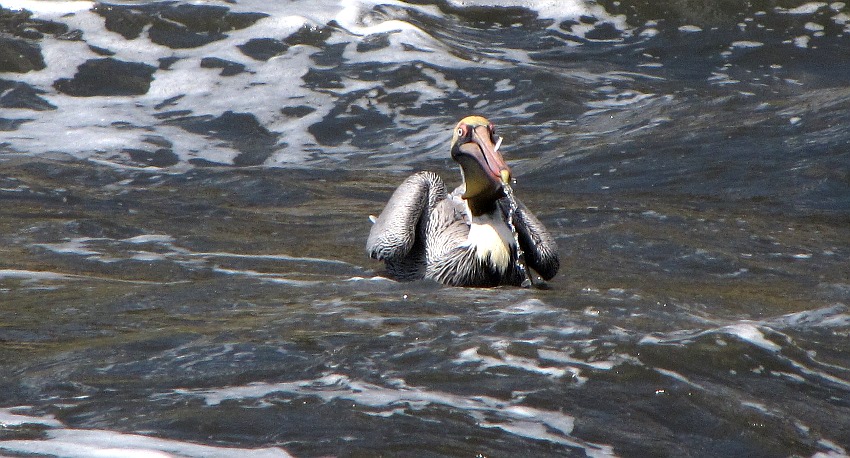 Pelikan beim Futtern