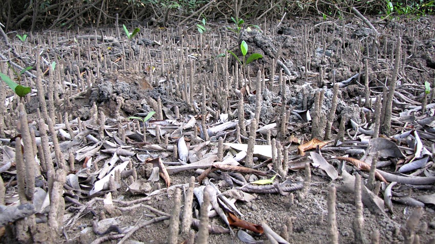 Luftwurzeln der mangroven