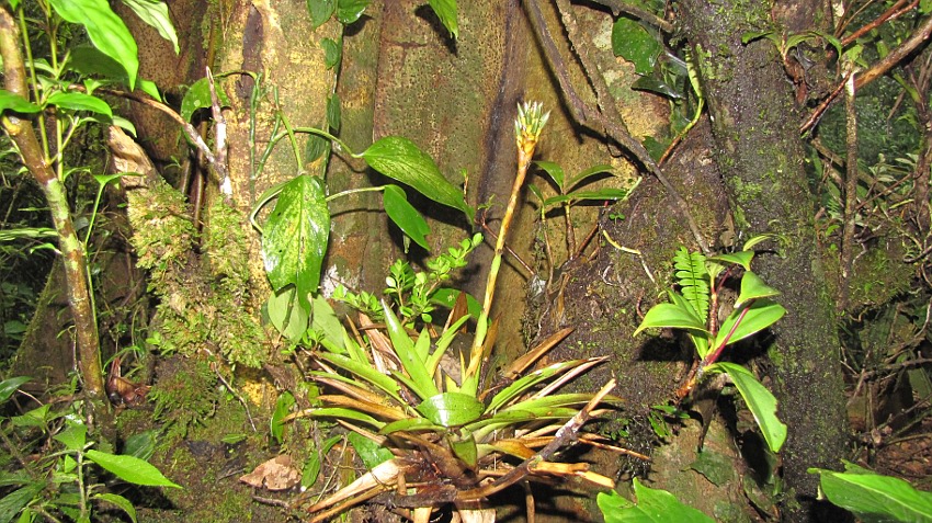 Bromelien