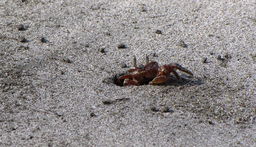 Sandkrabbe in Habachtstellung