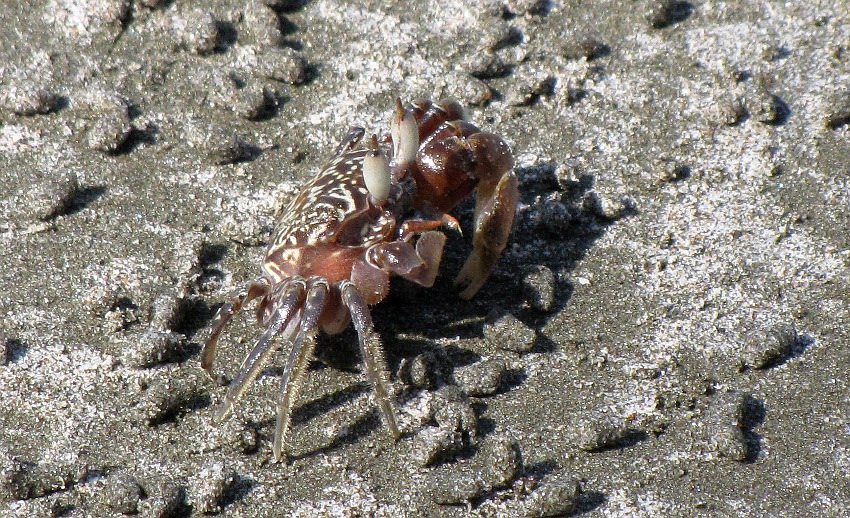 Sandkrabbe in Habachtstellung