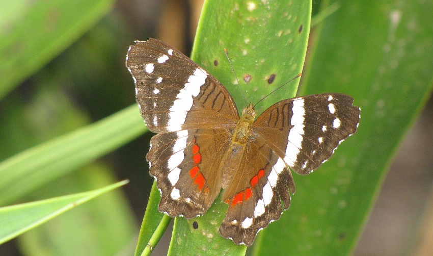 Banded Peacock