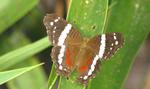 Banded Peacock