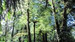 Erinnerung an Neuseeland: Baumfarn