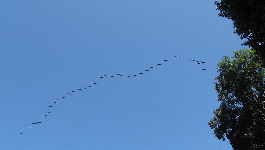 Pelikan-Formation
