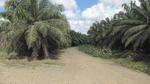 Palmölplantagen, Monokultur wohin man sieht