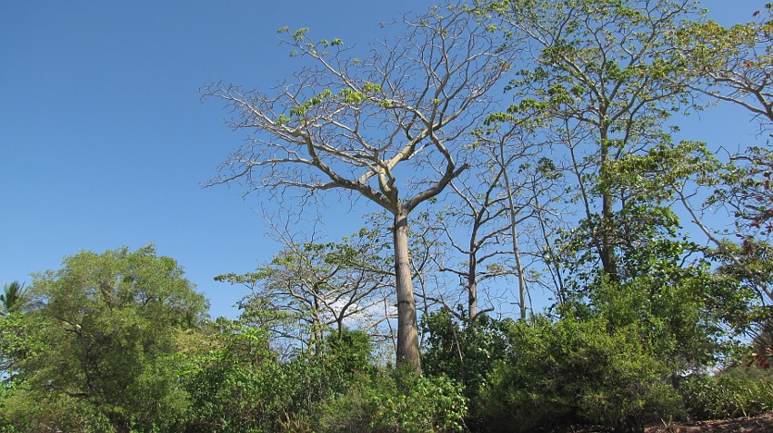 Baum im Trockenwald