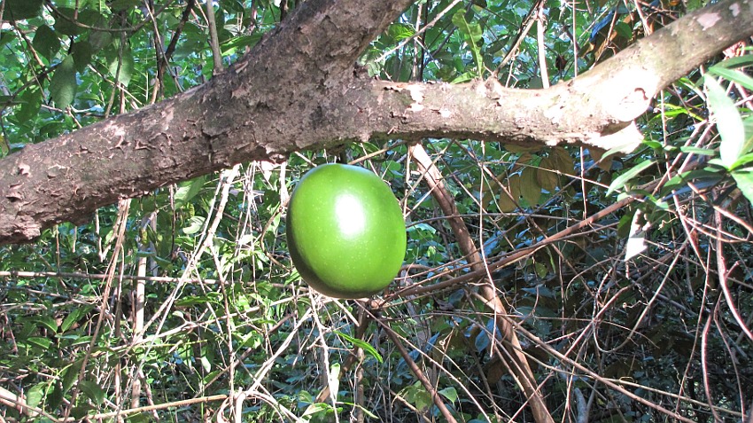 witzige Frucht am kahlen Baum, kürbisgroß