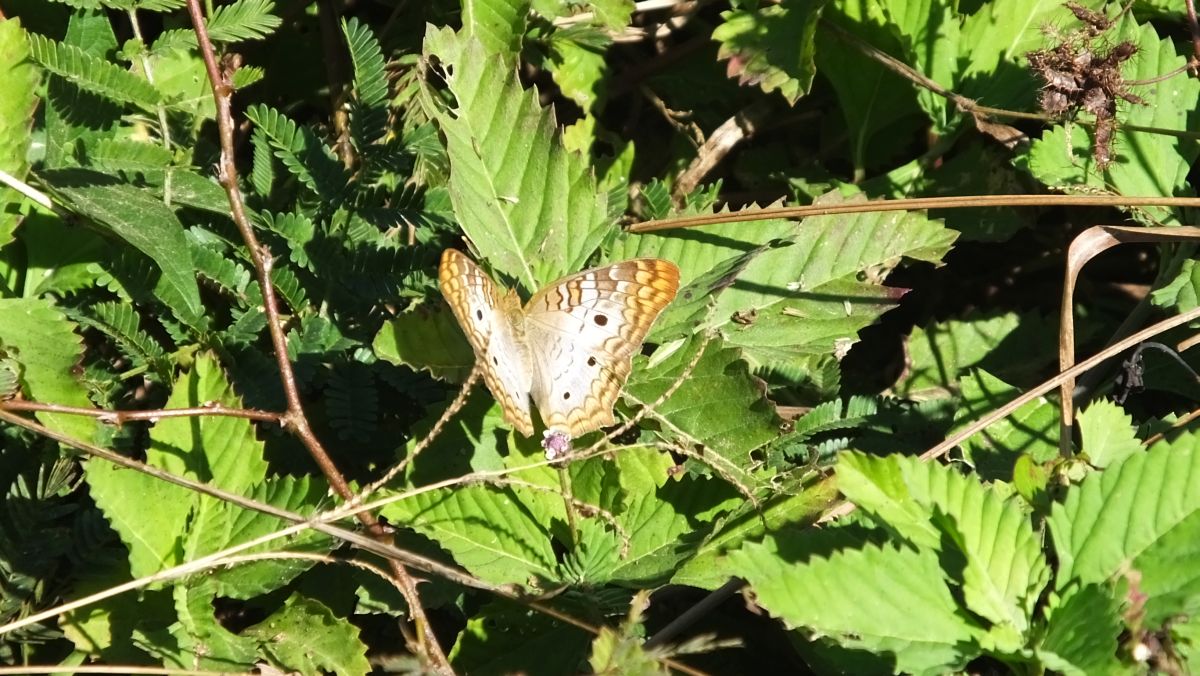 Schmetterling in den Topes de Collantes 