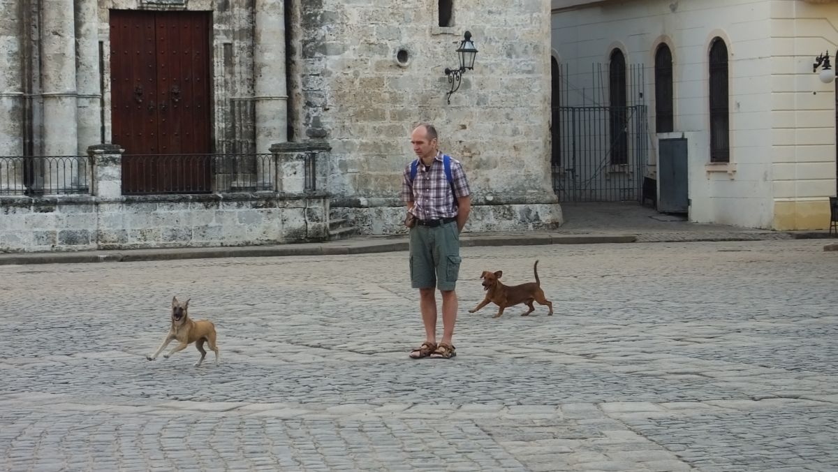 spielende Hunde