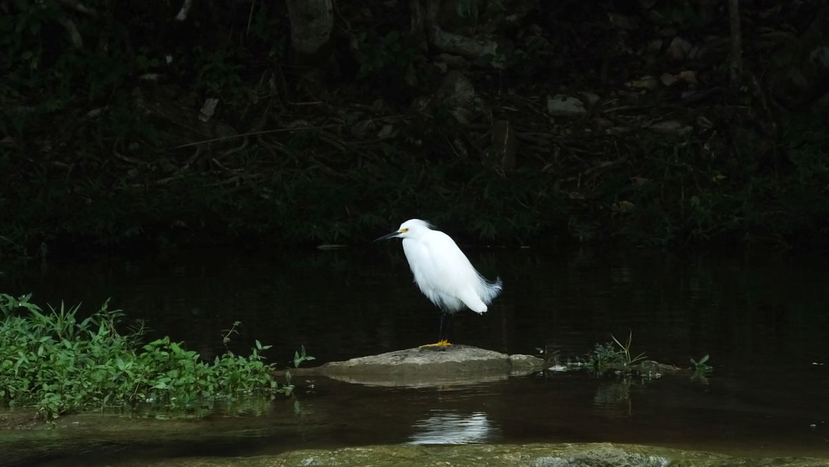 Schmuckreiher - (Egretta thula)