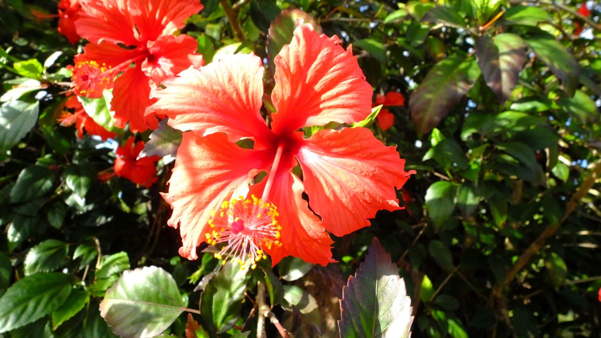 immer wieder schön- Hibiskus