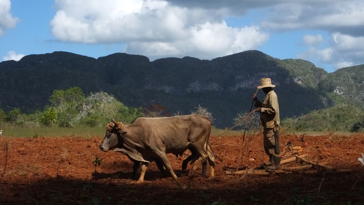 Landwirtschaft auf kubanisch