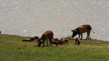 Familie Schwein