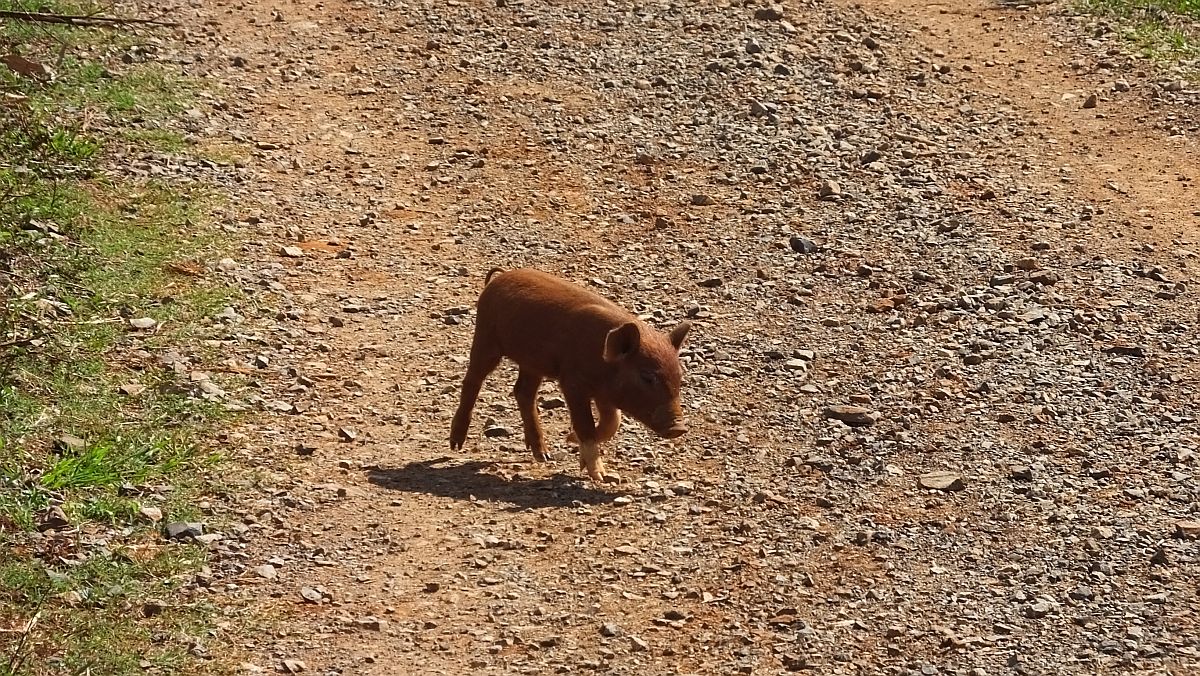 schwebendes Ferkel