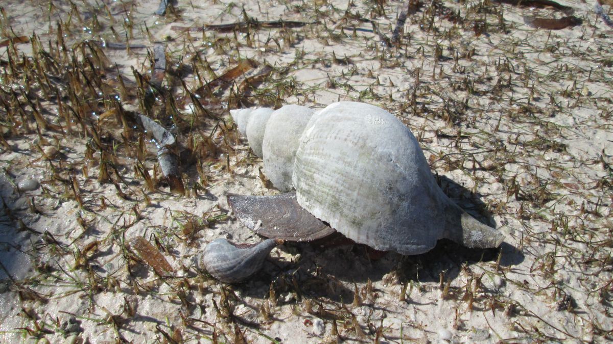 Muscheln kiloweise