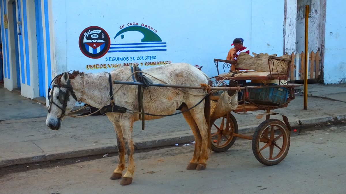 armer Gaul in Viñales 