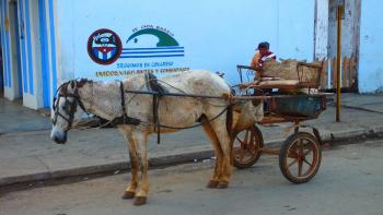 armer Gaul in Viñales 