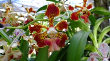 im Orchideengarten Soroa