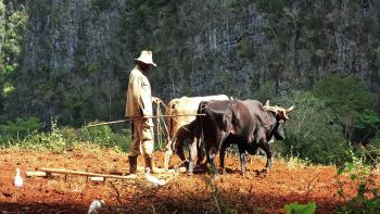 Landwirtschaft auf kubanisch