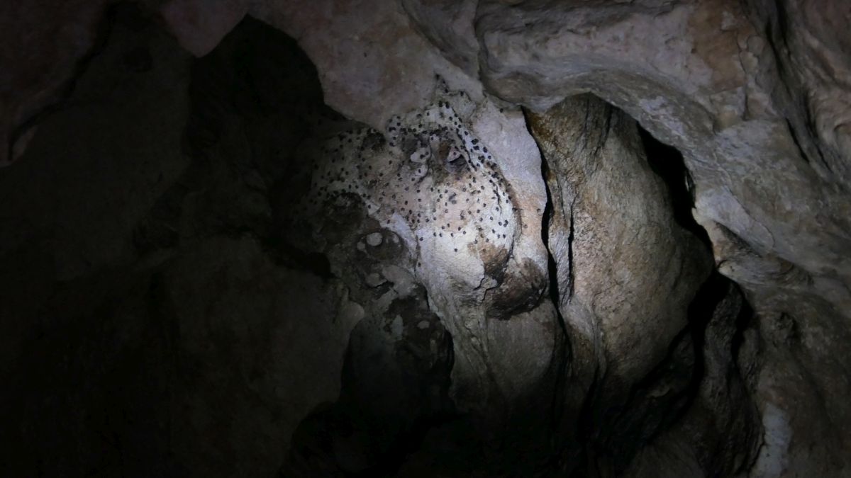 Fledermäuse in der Cueva De La Arena