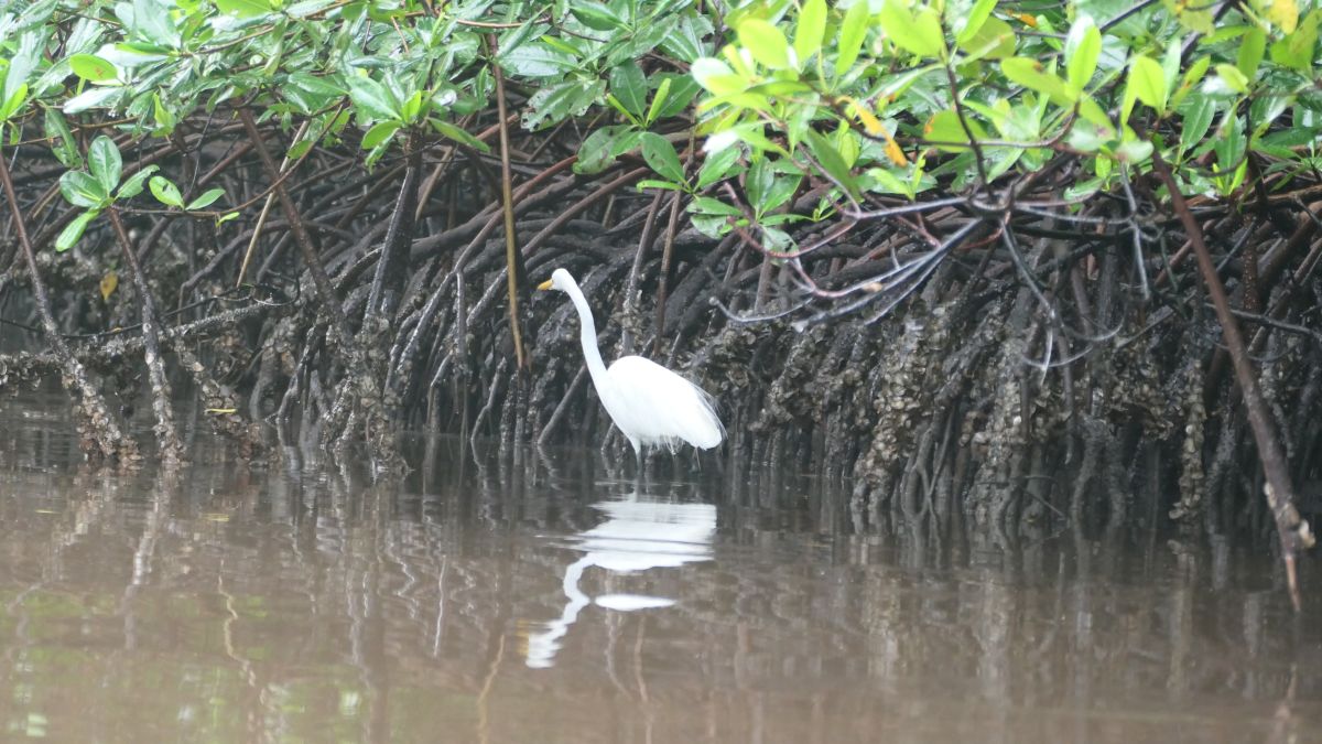 Seidenreiher (Egretta garzetta)