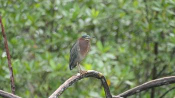 Mangrovereiher (Butorides striata)