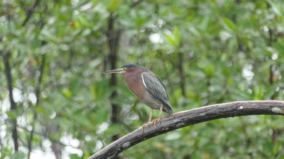 Mangrovereiher (Butorides striata)