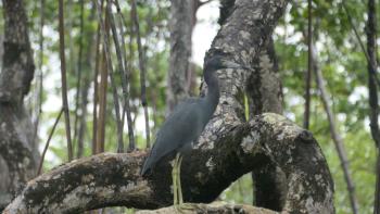 Blaureiher (Egretta caerulea)