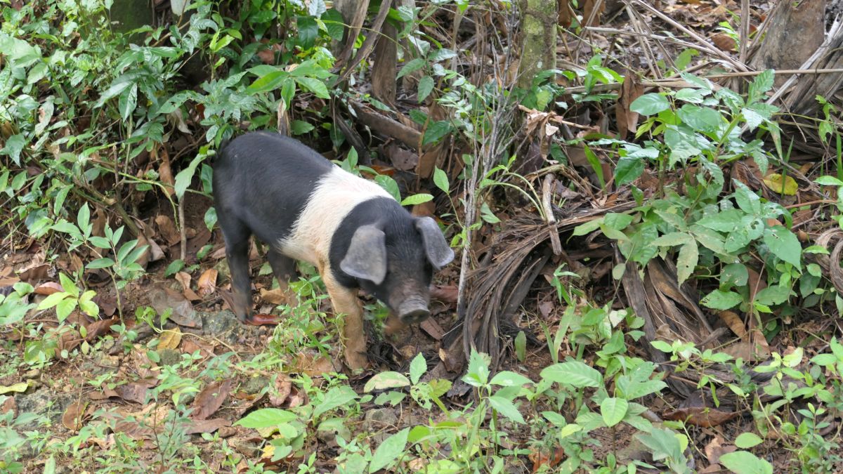 wilde Tiere