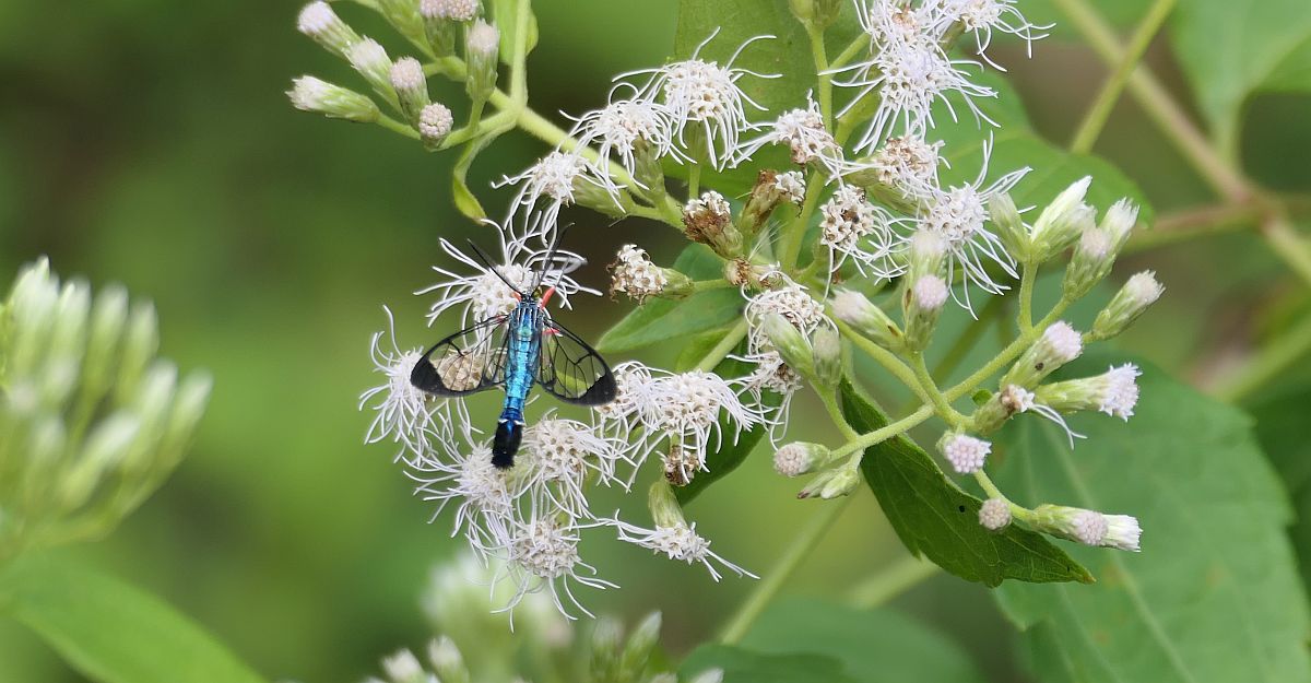 Clystea rubipectus