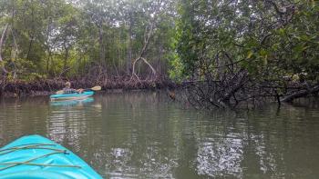 Kanutour durch die Mangoven im Parque Nacional Los Haitises