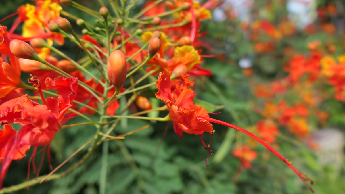 Blüten vom Pfauenstrauch