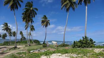 wanderndes wildes Pferd am Strand