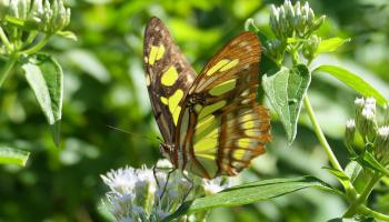 Malachitschmetterling (?)