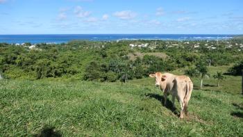 Kuh mit Aussicht auf Las Galeras