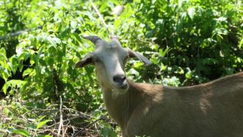 Ziege am Wegesrand