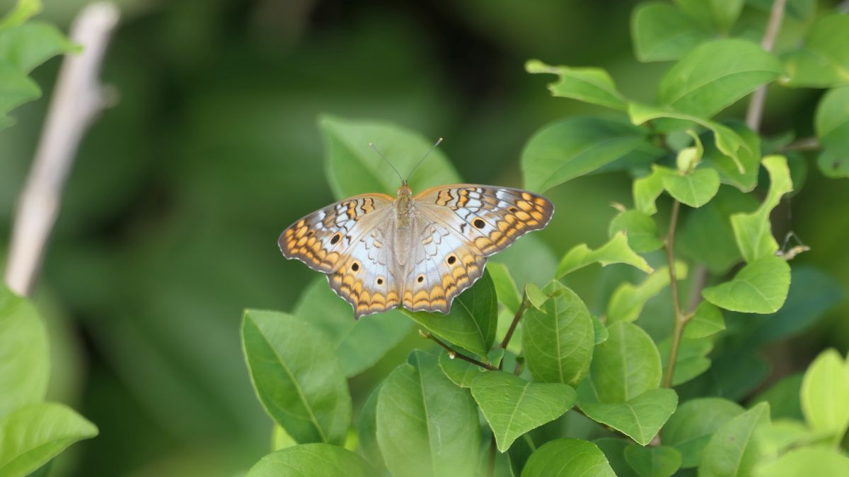 Anartia jatrophae Weißer Pfauenfalter