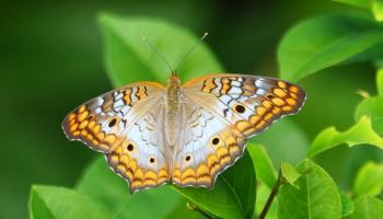 Anartia jatrophae Weißer Pfauenfalter