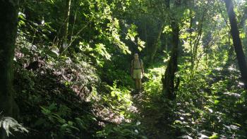 die schönsten Wanderwege sind die schattigen im Dschungel