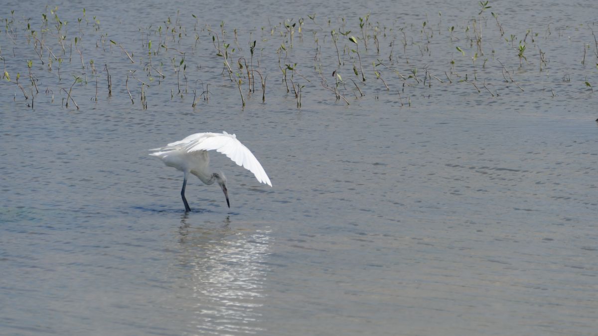 interessanter Reiher, breitet seine Flügel aus um besser die Fische zu sehen