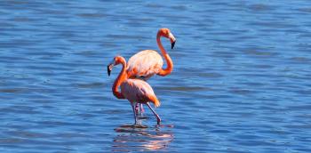 sehr "rosane" Flamingos