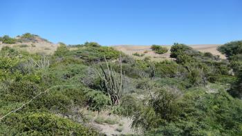 die großen Dünen kommen in Sicht