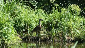 Ente oder Gans?